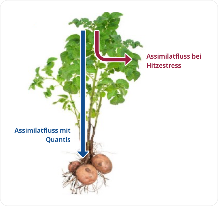 Improved assimilate flow