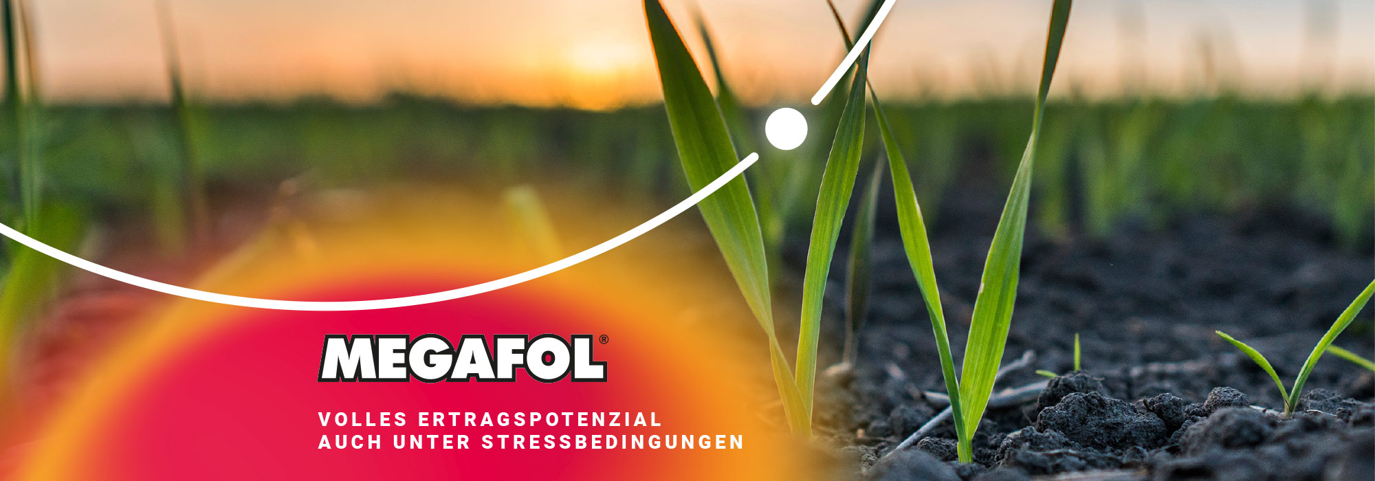 Megafol sichert den Getreideertrag bei Stress ab.