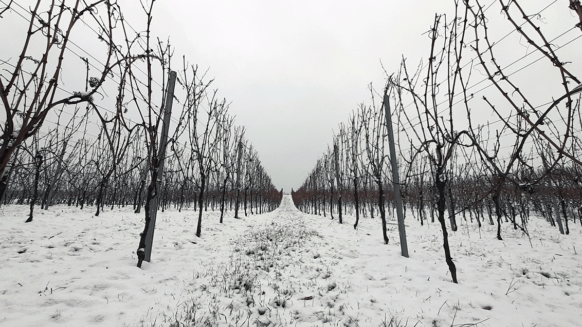 Syngenta Weinbau Winterforum
