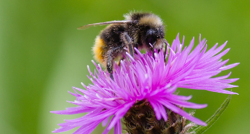 Biodiversität