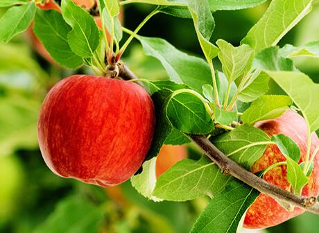 Syngenta Kernobst