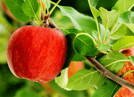 Apfel