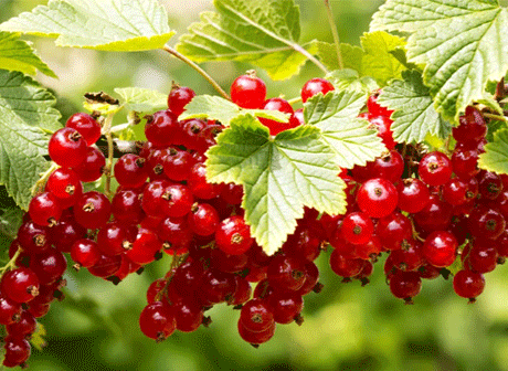 Johannisbeeren