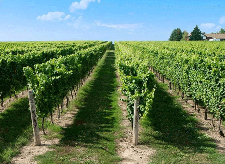 Wein