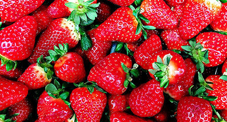 Syngenta Erdbeeren Spezialkulturen