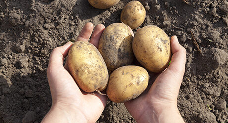 Syngenta Kartoffeln Paflanzenschutz