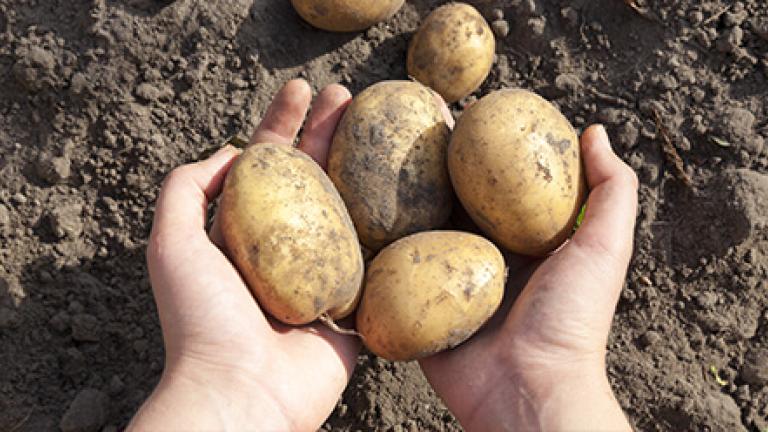 Syngenta Kartoffeln Paflanzenschutz