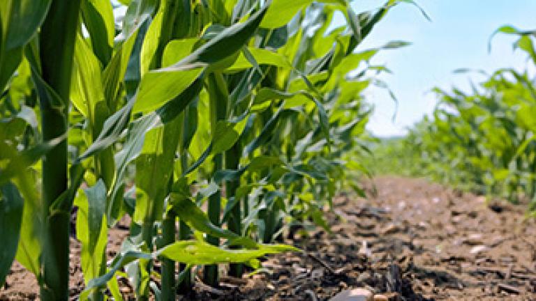 Syngenta Mais Pflanzenschutz