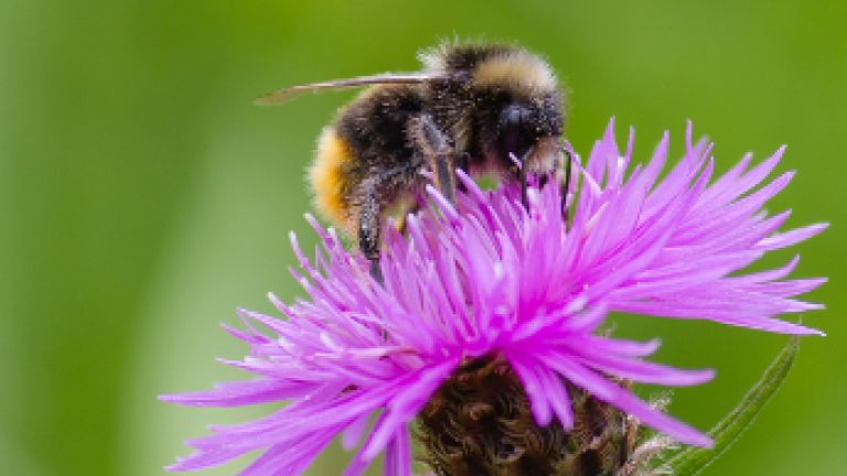 Biodiversität