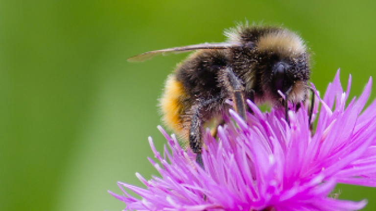 Biodiversität