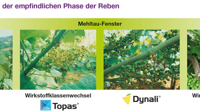 Dynali Mehltaufenster