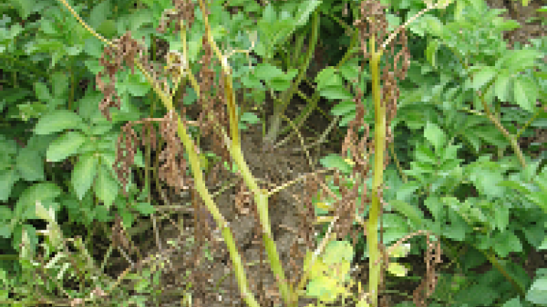 Colletotrichum bei Kartoffeln