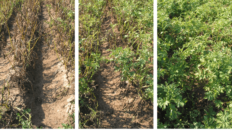 Syngenta Revus Top - Anti-Resistenz-Management