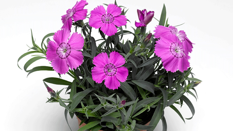 Dianthus Lavender Blue