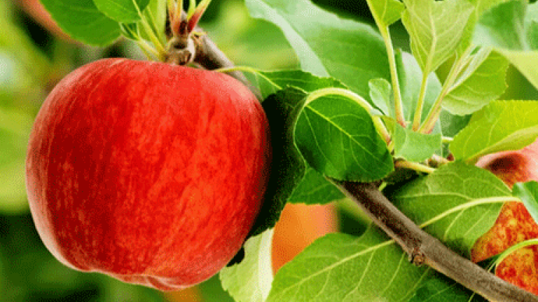 Apfel