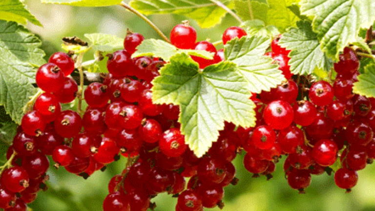 Johannisbeeren