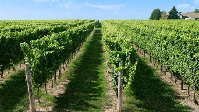 Wein