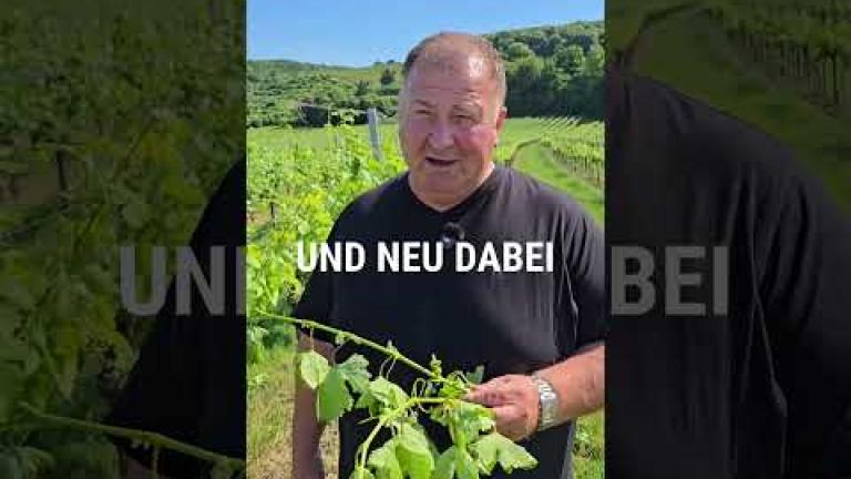 Österreich | Die richtige Weinbaustrategie gegen Oidium und Pero!