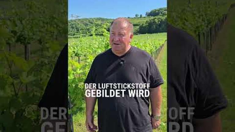 Österreich | Optimale N-Versorgung der Weinrebe!