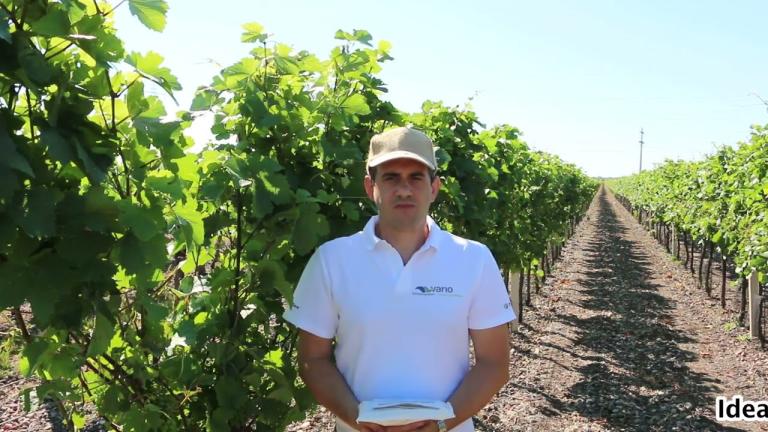 Österreich l Virtueller Feldrundgang 2022 l Vario Spritzprogramm für den Weinbau