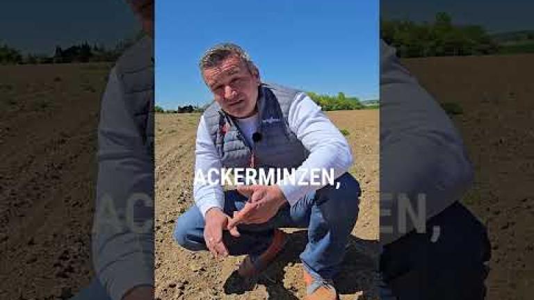 Österreich | Unkraut- und Ungrasbekämpfung + optimale N-Versorgung in Mais von Ing. Franz Rosenmayr