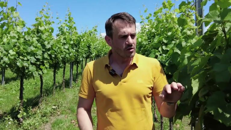 Österreich | Taegro – Natürlicher Schutz gegen Oidium im Weinbau – auch für Biobetriebe!