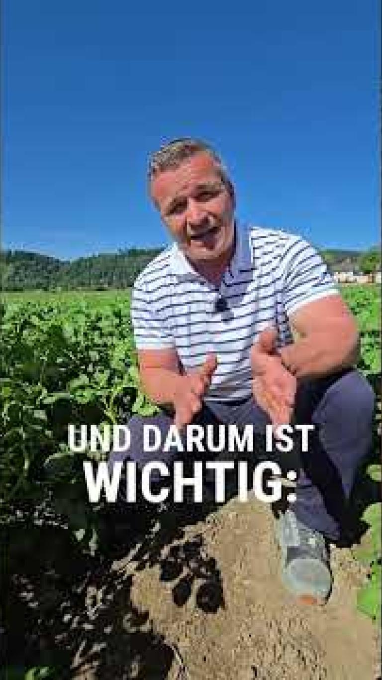 Österreich | Kartoffeln stärken bei Hitzestress mit Quantis und Nutribio N von Ing. Franz Rosenmayr
