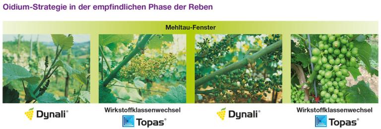 Dynali Mehltaufenster