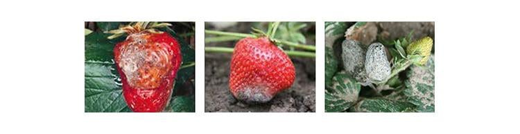 Verbräunungen und sporulierender Befall; Weichfaule Frucht mit Pilzrasen; Starkbefall