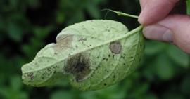 Kartoffeln Mandipropamid - ein Molekül setzt Wirkungsmaßstäbe gegen Phytophthora infestans