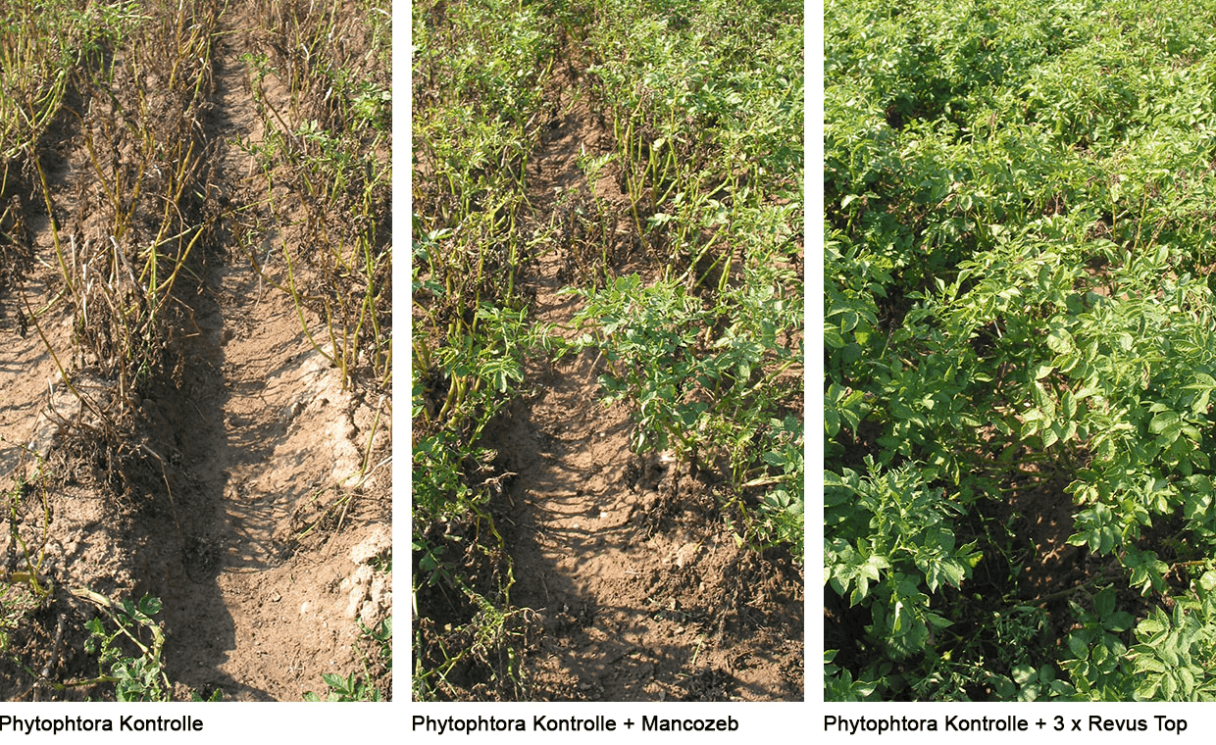 Syngenta Revus Top - Anti-Resistenz-Management