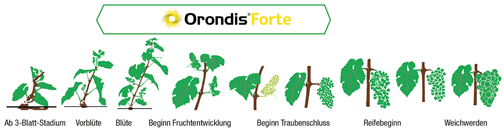 Einsatzzeitraum Orondis Forte