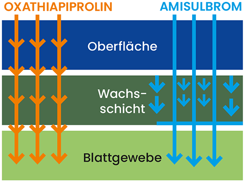Orondis Forte Wirkstoffverteilung